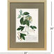Alluring Botanical II Green and Multi and Yellow and Blue Framed Art, Propac