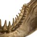 Mako 15.5 X 5.5 inch Sculpture