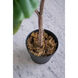 Potted Fiddle Leaf Tree Napoleon Bronze with Distressed Gold Leaf Faux Fiddle Leaf Tree