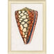 Conch Study Orange and Beige and Blue and Multi Framed Art