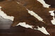 Duke 84 X 84 inch Brown Rug in 7 Ft Square, Square