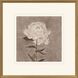 Pretty as a Peony Beige and Brown and Neutral Framed Art