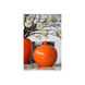 Modern 11 X 11 inch Jar in Orange