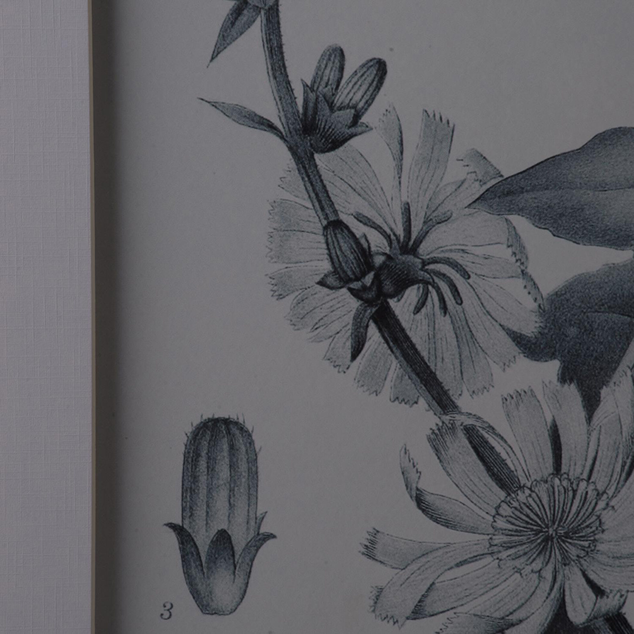 Botanical Black and White Wall Art, Set of 4