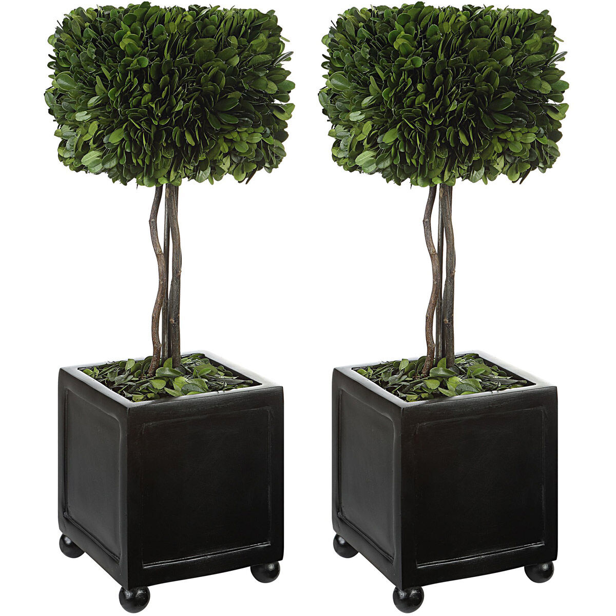 Preserved Boxwood Evergreen Foliage and Satin Black Topiaries, Set of 2