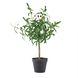 Anita Green and Black Faux Plant