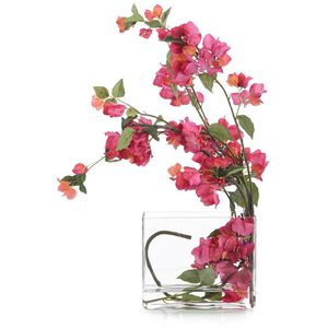 Sweet Bougainvillea Botanical, Fresh Water Look