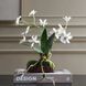 Clovis White and Green Orchid Drop-In