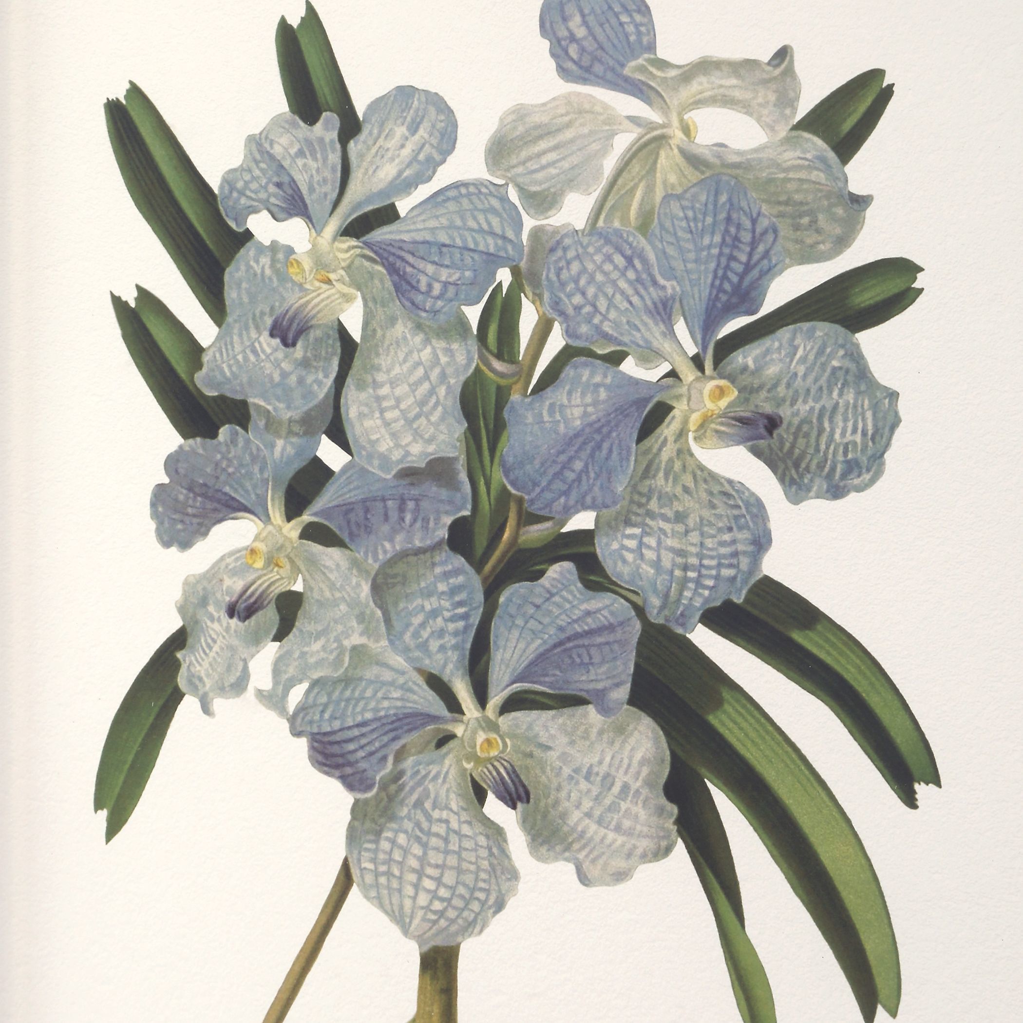 Orchid 24.5 X 20.5 inch Botanical Framed Prints, Set of 6