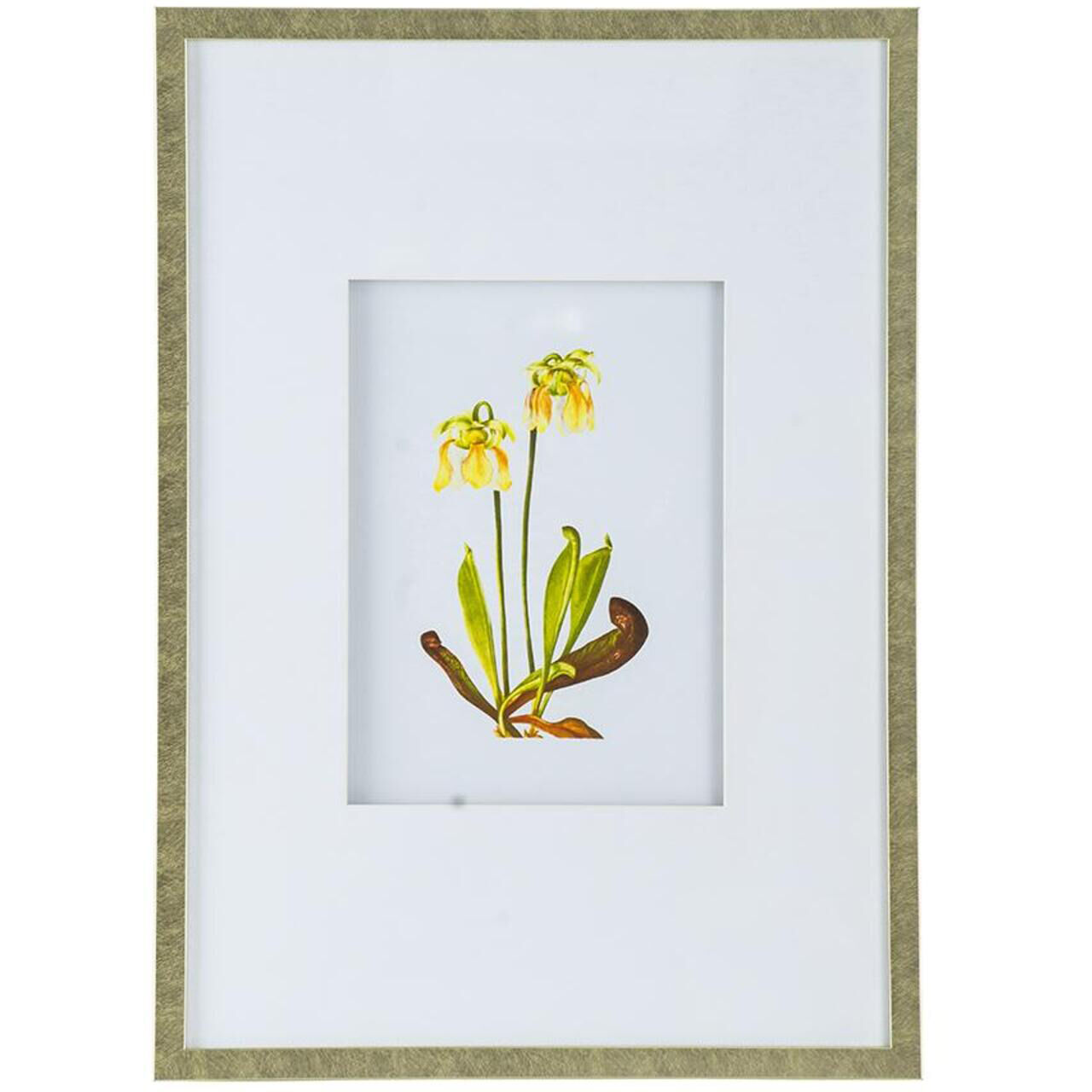 Botanical Multi Color Wall Art, Set of 4