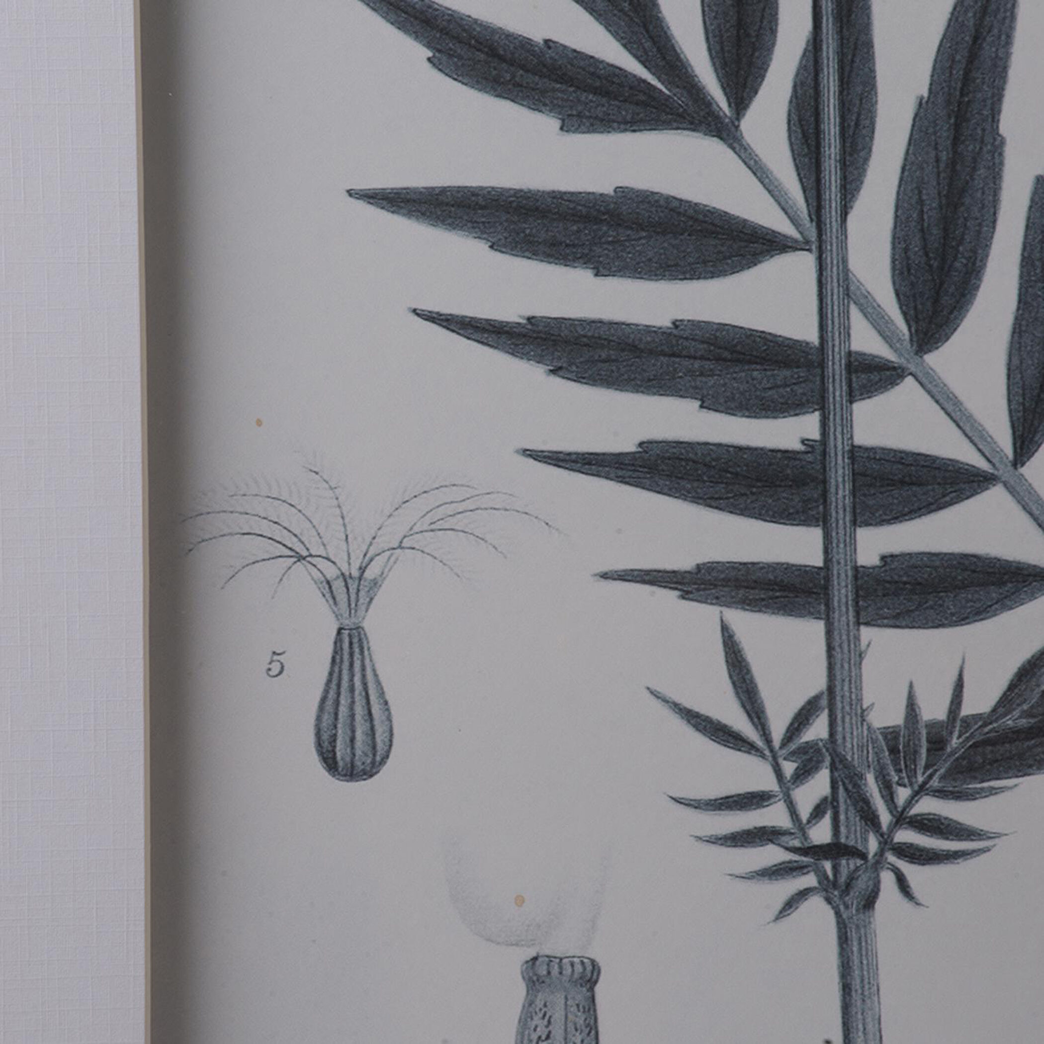 Botanical Black and White Wall Art, Set of 4