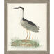 Black Crowned Heron Blue and Green and Multi Framed Art, Propac