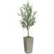 Garden Olive Botanical, Trees