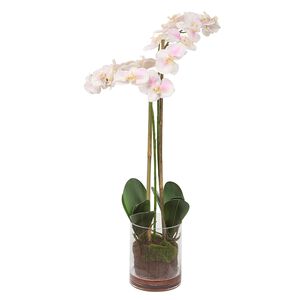 Blush Light Pink and White Orchid