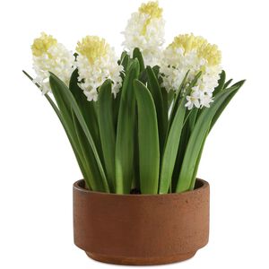 Sincerity White and Green and Terracotta Potted Hyacinth Plant