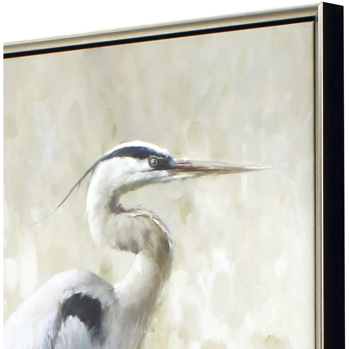 Great Blue Heron White Canvas