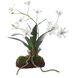 Clovis White and Green Orchid Drop-In