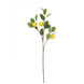 Lemon Spray Green and Yellow Botanical