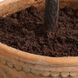 Olea Green and Terracotta Potted Olive Tree