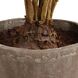 Zamia Green and Concrete Palm Acccent Planter