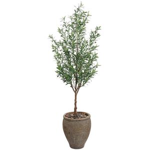 Italian Olive Botanical, Trees