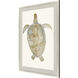 Neutral Turtle Brown and Beige and Blue and Neutral Framed Art