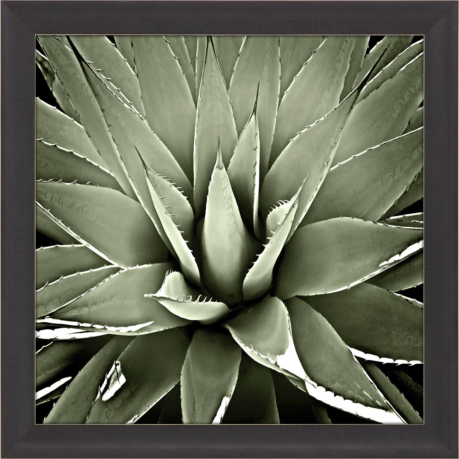 Green Succulent Green and Black and Neutral Framed Art