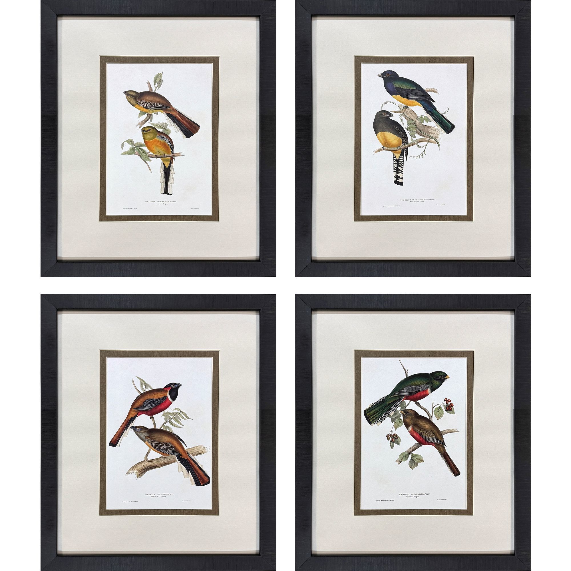 Elegant Trogons Multi and Green and Rust and Red Framed Art, Propac
