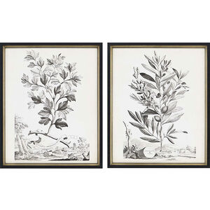 Botanicals Black and Beige and Sepia Framed Art