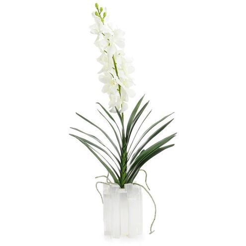 Dendrobium 'N' Selenite Floral