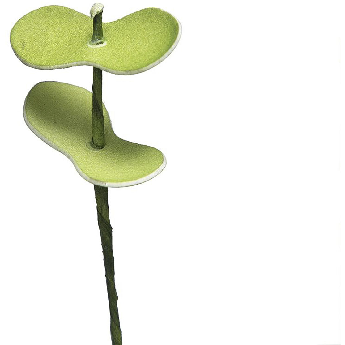 Eucalyptus Stem Green Botanical