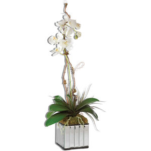 Kaleama Orchids Botanical
