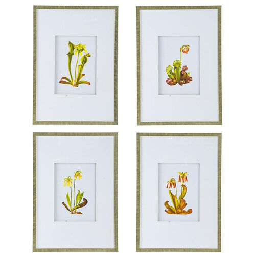Botanical Multi Color Wall Art, Set of 4