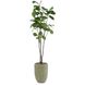 Tall & Slender Fiddle Leaf Fig Botanical, Lush Greenery