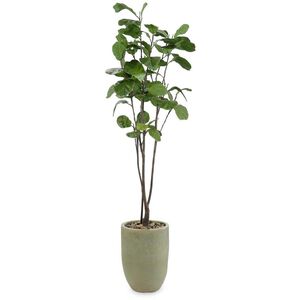 Tall & Slender Fiddle Leaf Fig Botanical, Lush Greenery