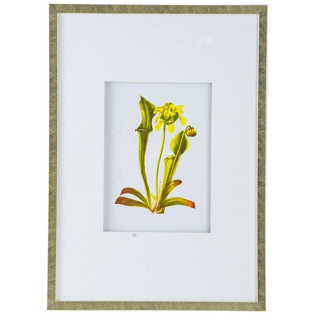 Botanical Multi Color Wall Art, Set of 4