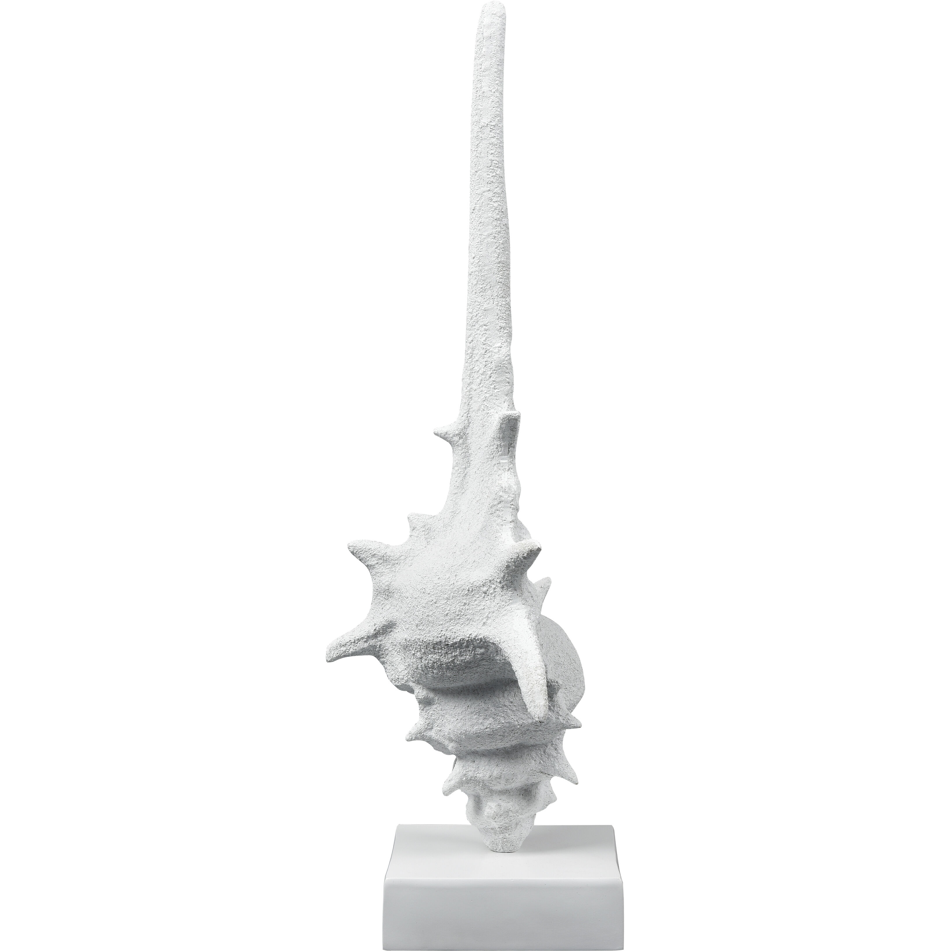 Tigertail Textured White Shell