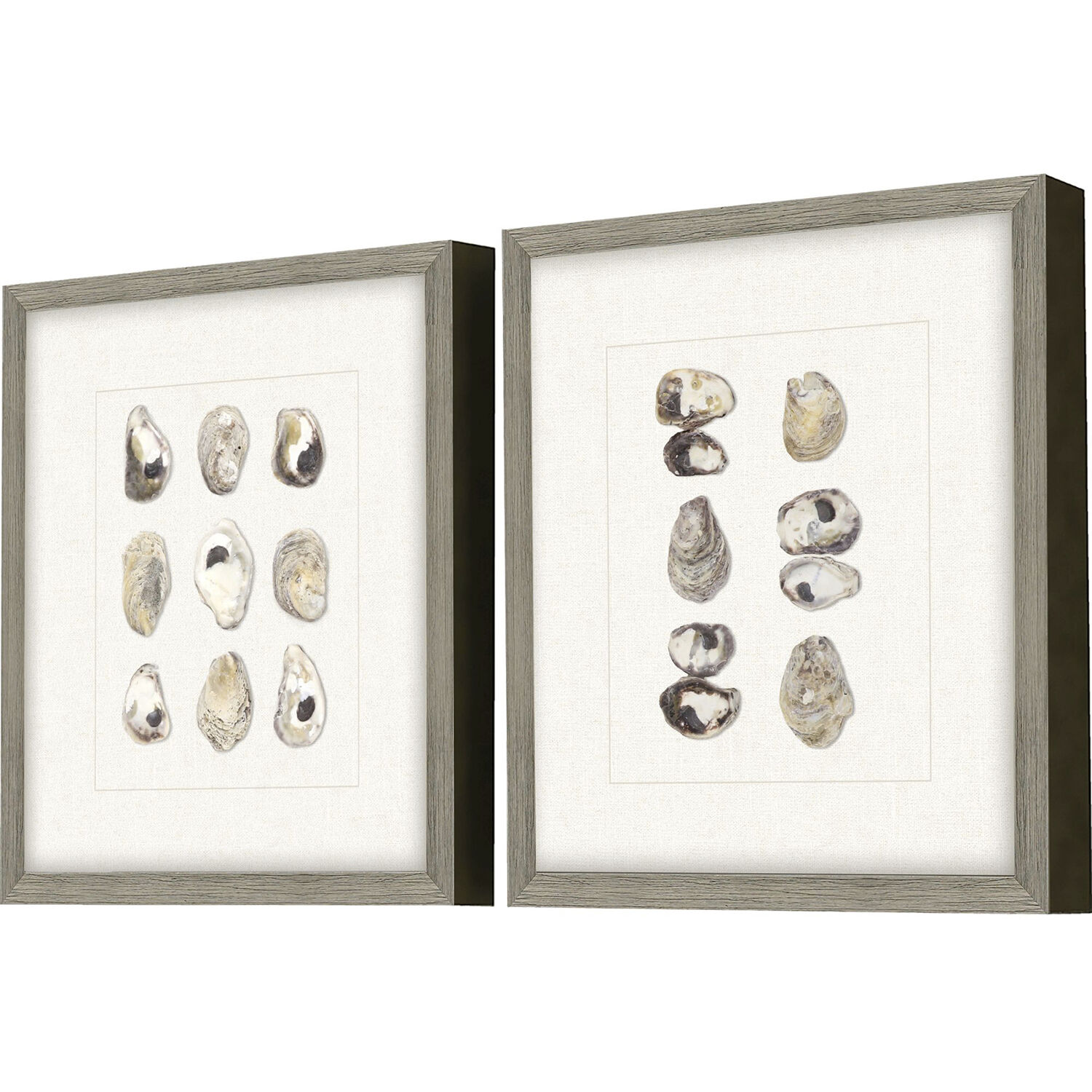 Oyster Shell Shell Series Beige and Neutral Framed Art