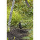 Hardy Island Lumacore 12v 8.00 watt Matte Bronze Landscape Spot Light in Non-LED