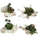 Maline Multi Color Faux Succulents, Set of 4