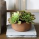 Sable Succulent Terracotta and Green Accent In Pot