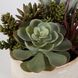 Mesa Succulent Green with Textured Tan Glaze Succulent Accent