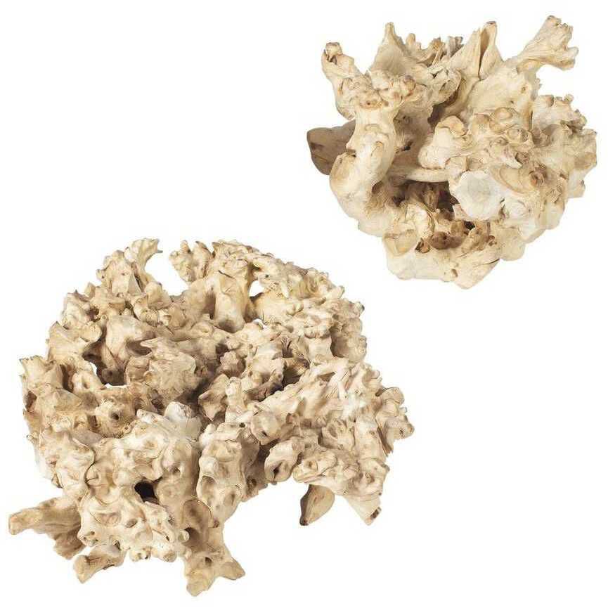 Elemental Root Bleached Residi Wood Outdoor Sculptures, Set of 2
