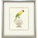 Treasure Parrot Blue and Green and Multi and Yellow Framed Art
