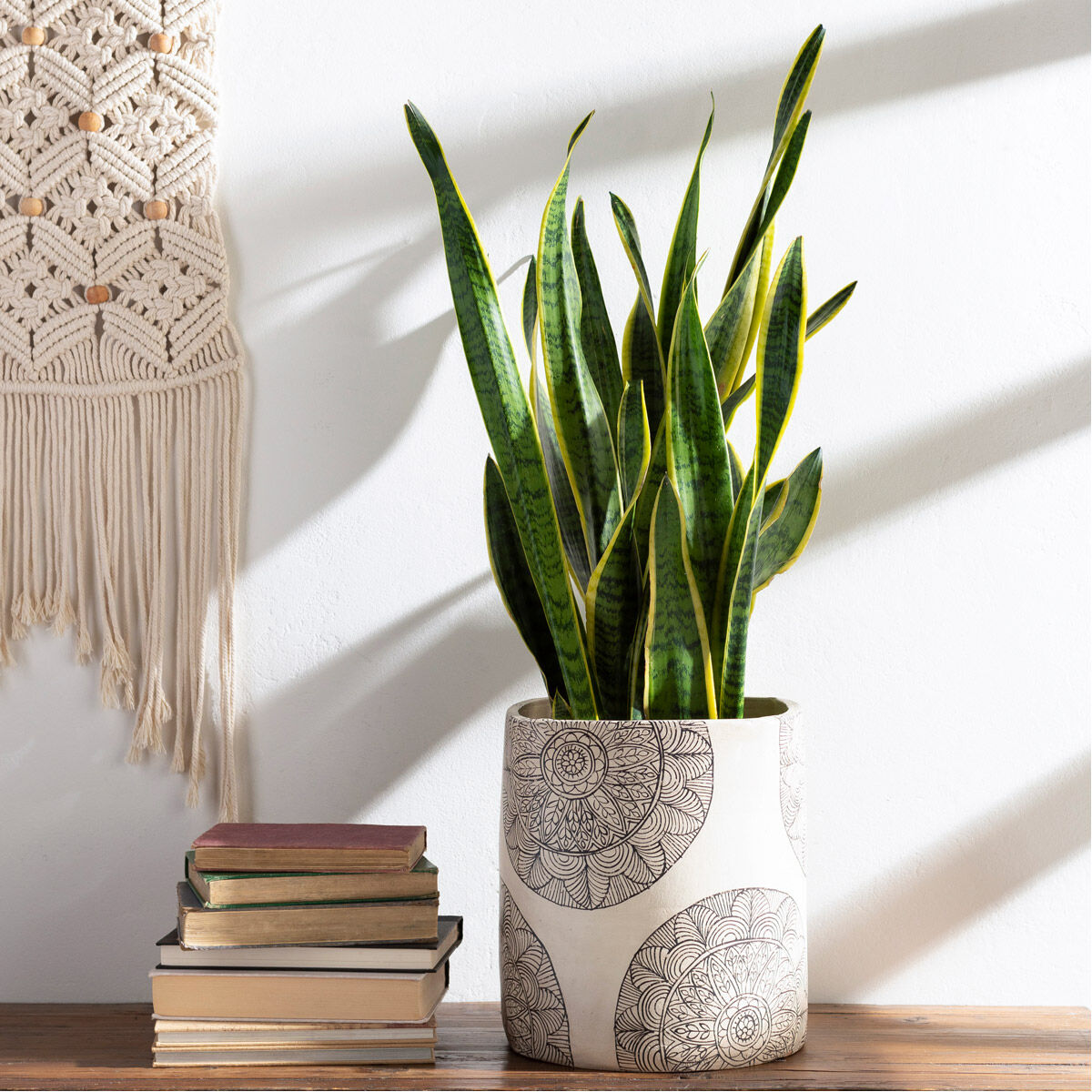 Argil Decorative Accents