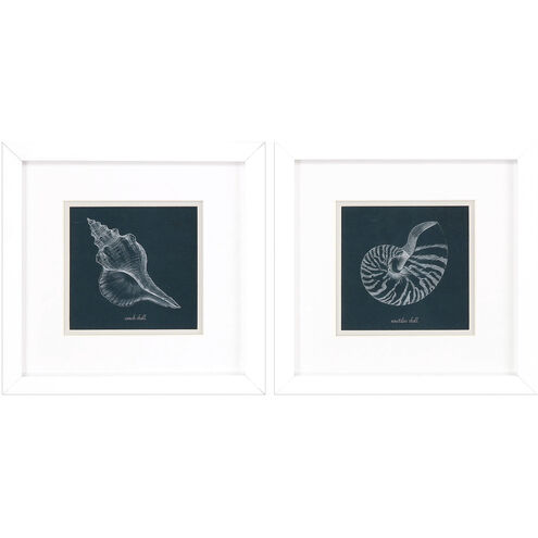 Shell Study on Teal Blue and Black and White Framed Art