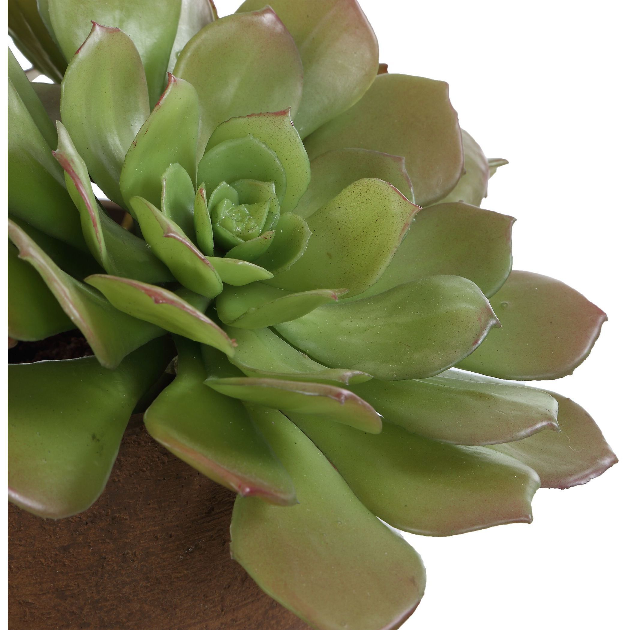 Sable Succulent Terracotta and Green Accent In Pot