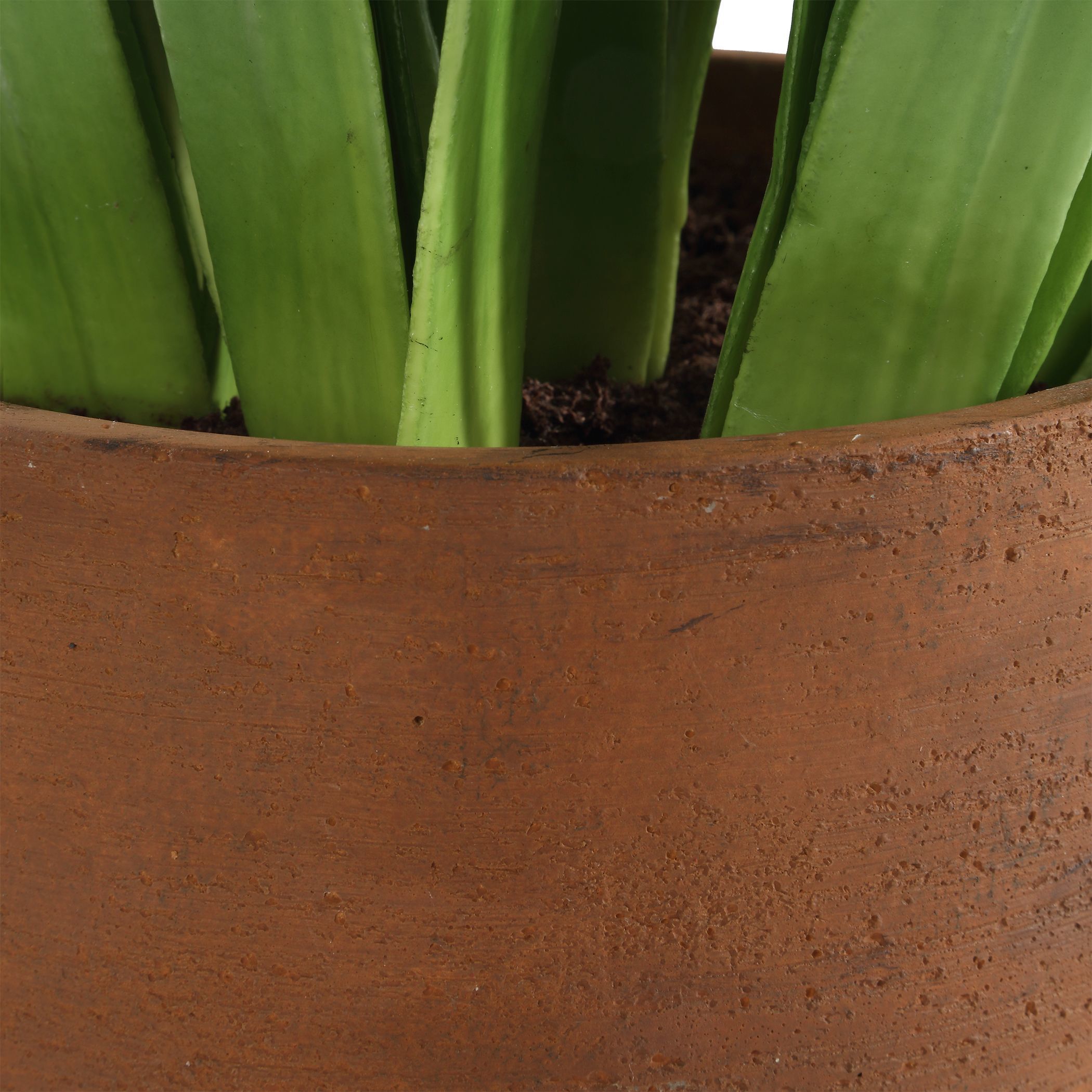 Sincerity White and Green and Terracotta Potted Hyacinth Plant