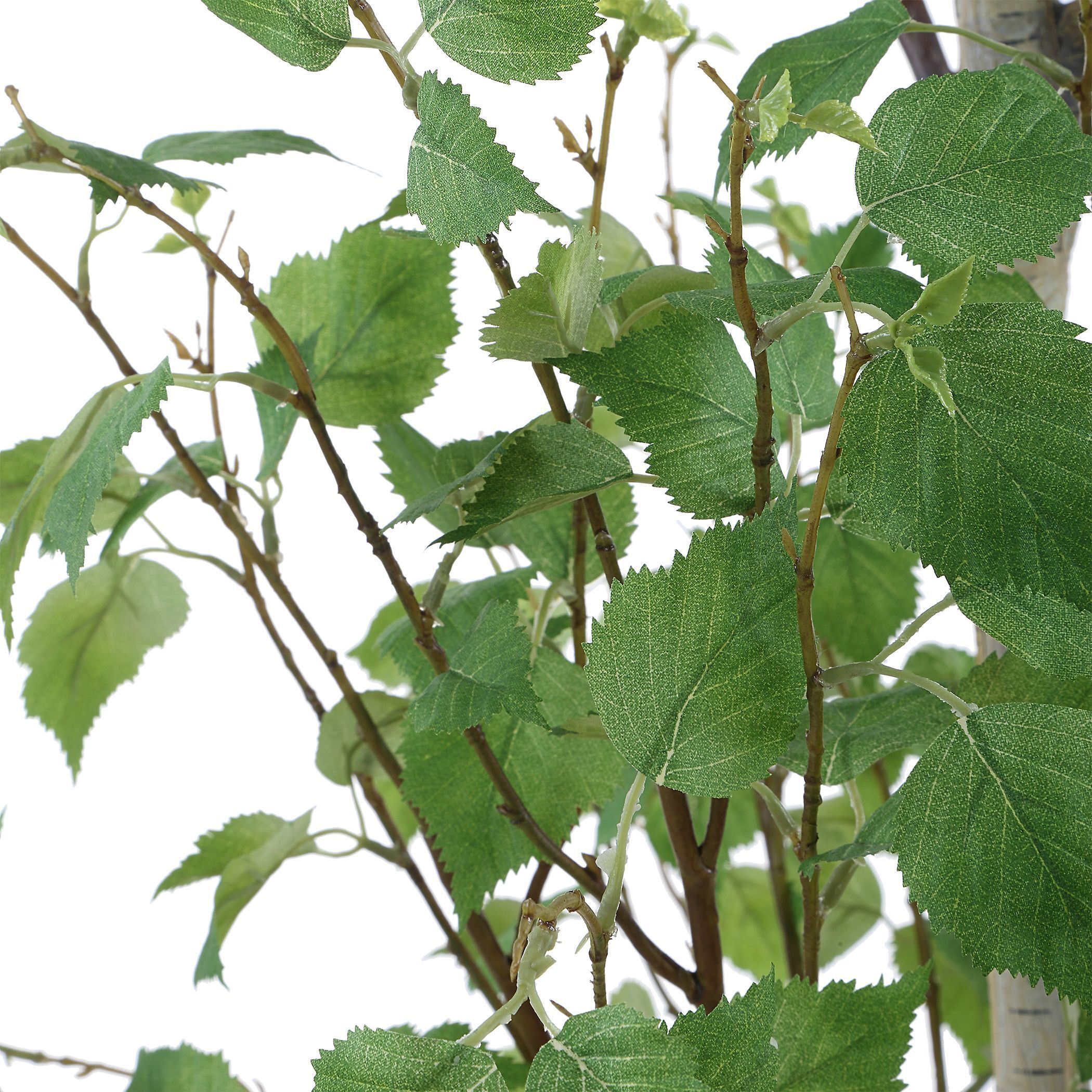 Boreal Aged Gray and Green Potted Birch Tree