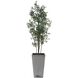 Sonora Olive Textured Gray Concrete and Green Tree In Planter
